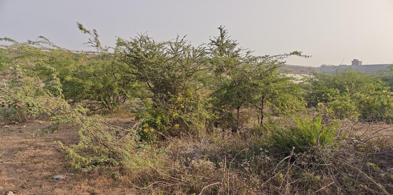 The Residential "Ready-to-Build" Plot